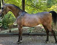 amateur-friendly-arabian-horse