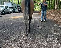 arabian-gelding-horse