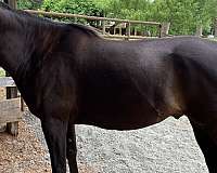 black-head-star-donkey