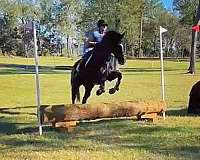 dappled-thoroughbred-horse