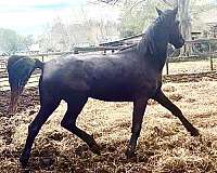 black-mustang-pony
