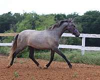 nationals-andalusian-horse