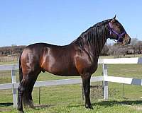 show-pleasure-andalusian-horse