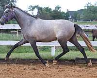 futurity-andalusian-horse