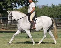 show-pleasure-driving-andalusian-horse