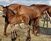 grande-andalusian-horse