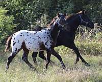 bay-leopard-horse