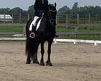 great-confirmation-friesian-horse