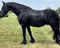 baroque-friesian-horse