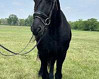 black-beauty-friesian-horse