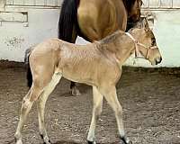 sporthorse-friesian-cross-filly
