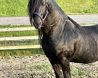 double-registered-friesian-horse