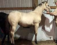 halter-friesian-horse