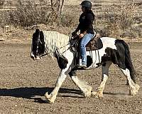 piebald-white-with-black-spots-horse
