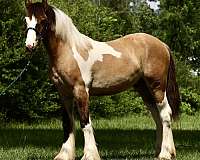 dun-w-blk-points-gypsy-vanner-horse