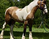 english-pleasure-gypsy-vanner-horse