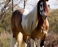 flashy-gypsy-vanner-horse