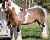 homozygous-black-gypsy-vanner-horse