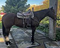 husband-safe-thoroughbred-horse