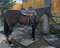 broodmare-thoroughbred-horse