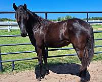 black-gaited-homozygous-horse