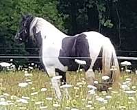 dressage-friesian-gypsy-vanner-horse