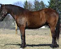 barrel-quarter-horse