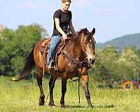 ranch-work-quarter-horse