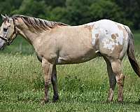 dunskin-appaloosa-horse