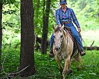 trail-riding-appaloosa-horse