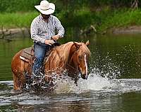 ranch-work-draft-horse