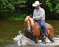 ranch-versatility-draft-horse