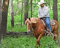 trail-riding-draft-horse