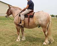 white-mane-tail-horse