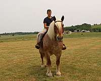 husband-safe-belgian-horse