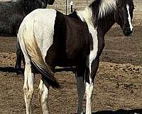 anything-pinto-horse