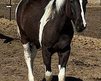 farrier-pinto-horse