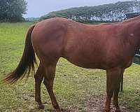 brown-quarter-horse