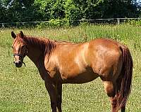 copper-quarter-horse