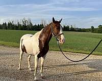 pinto-all-around-experienced-horse