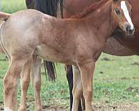 peptos-stylish-oak-horse