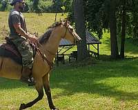 black-buckskin-trail-trail-riding-horse