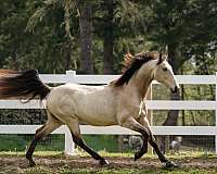 area-tennessee-walking-horse