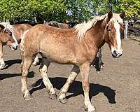 belgian-horse
