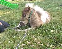 breeding-miniature-pony