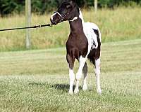 magnificent-miniature-horse