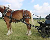 team-driving-belgian-horse