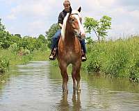 trail-riding-belgian-horse