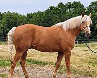 palomino-flaxen-mane-trail-horse