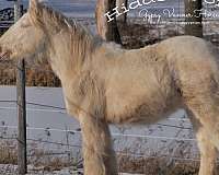 cremello-gypsy-vanner-foal